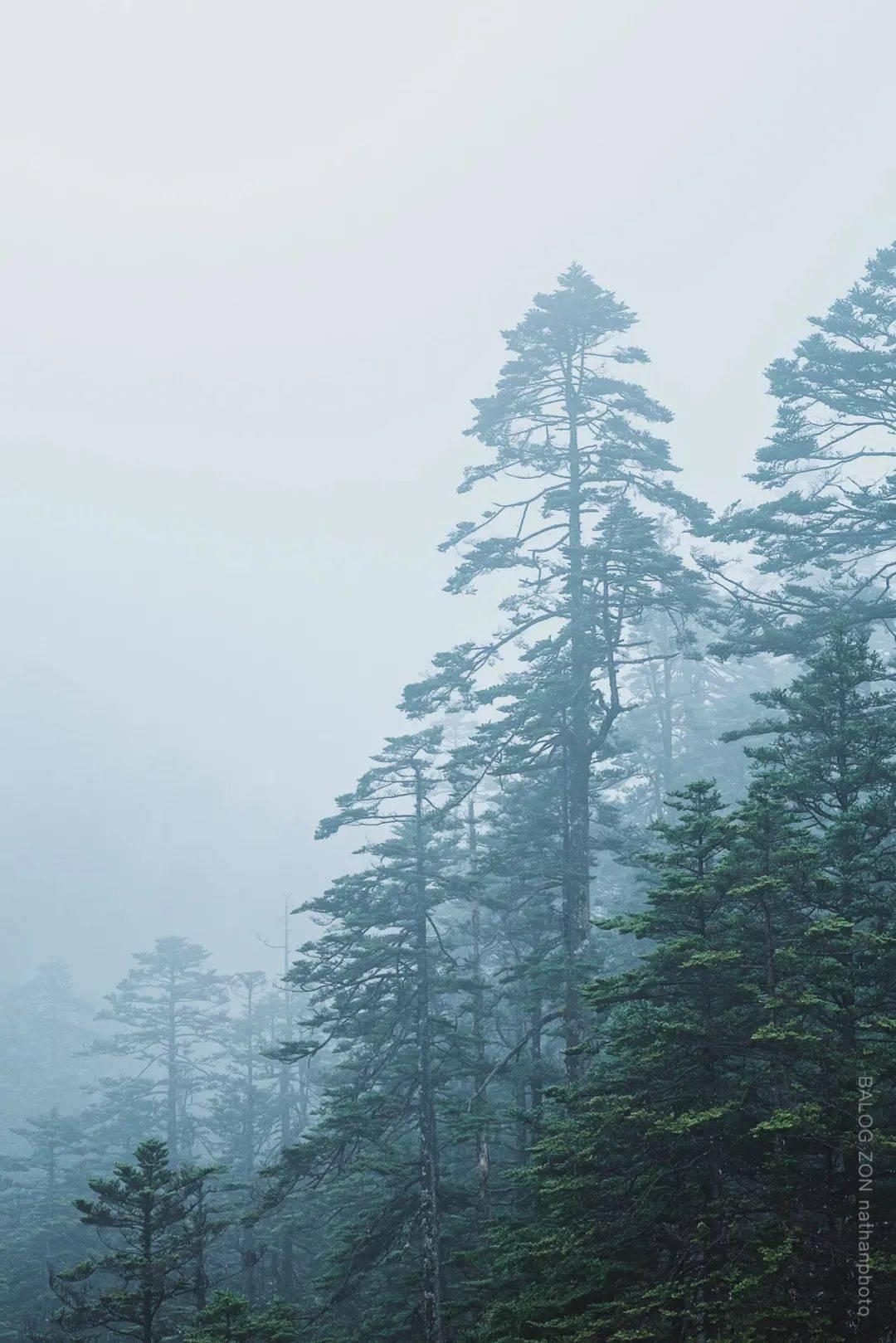 孤岛先锋